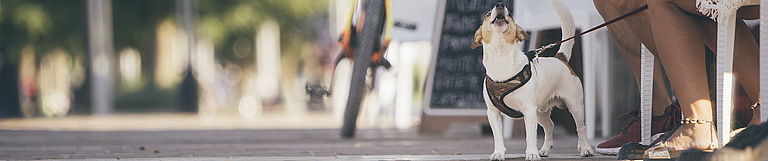 Tierhalterhaftung – aktuelle Haftungsfragen für die Versicherungspraxis